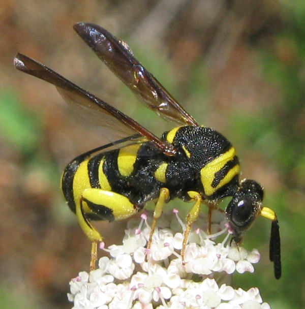 Siricidae ?? No, Leucospis gigas